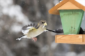 Evening Hawfinch sitting on a bird feeder in winter