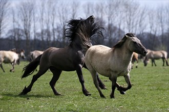Wild Horse Duelmen