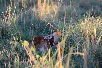 Topi calf resting and lying hidden in grass