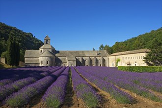 Cistercian Abbey Abbaye de Senanque with lavender field