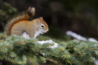 Red squirrel perched on a branch