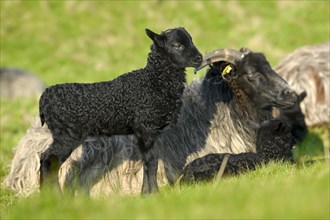 Heidschnucke moorland sheep and lambs