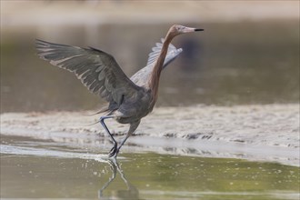 Blue-footed heron