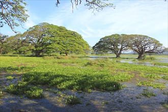 Lake and thick-stalked Common water hyacinth