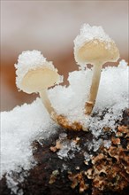 Snow covered mushrooms