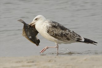 European herring gull