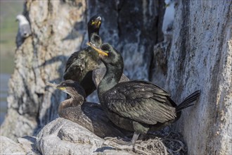 Common shag