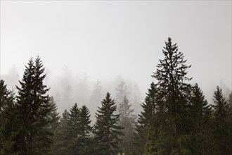 Mountain spruces in the fog