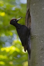 Black woodpecker