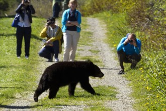 People watching black bear crossing track