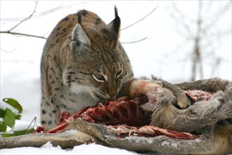 European lynx with captured Eurasian lynx