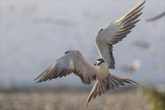 Russian Tern