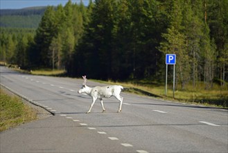 Reindeer on the E45 near Renviken
