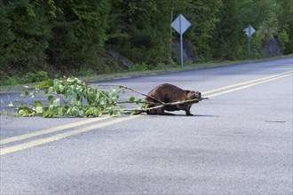 Beaver pulling a tree across a road