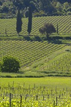 Vineyard near Sant' Antimo Abbey
