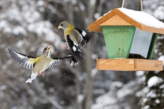 Evening grosbeak interaction at a winter bird feeder