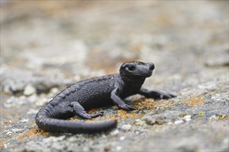 European Black Salamander
