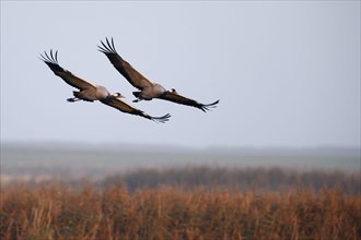 Common crane