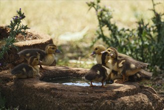 Ducklings at the trough