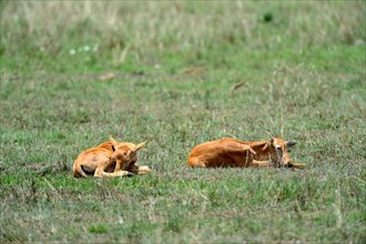 Topi calves resting