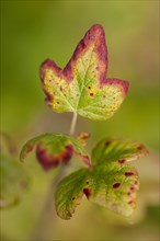 Raspberry leaves for the beginning of autumn