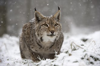 Lynx or Eurasian lynx