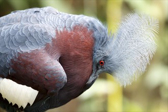 Red-breasted Crowned Pigeon