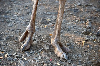 Close up on feet of Masai ostrich