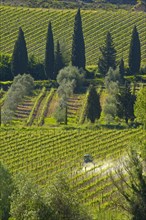 Vineyard near Sant' Antimo Abbey