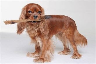 Cavalier King Charles Spaniel