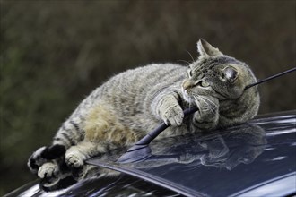 House cat on car roof