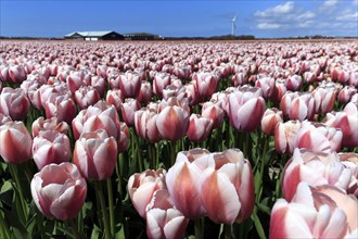 Blooming tulip field near Alkmaar