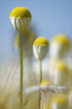 Scentless mayweed