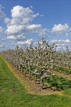 Apple plantation