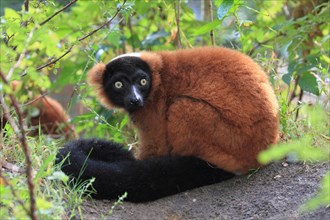 Red frilled lemur