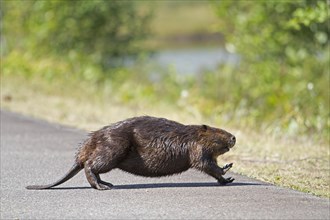 Beaver running across the road