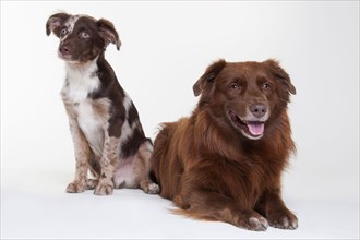 Australian Shepherd