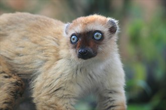 Blue-eyed lemur