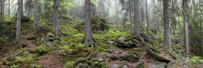 Primeval forest in Hoellbachgespreng