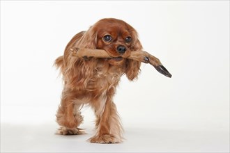 Cavalier King Charles Spaniel