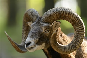 Argali