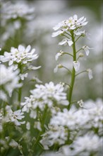 Annual candytuft