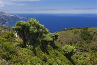 Dragon trees on the north coast of La Palma