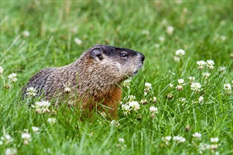 Groundhog feeding in a garden