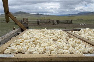 Drying curd in the steppe