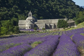 Cistercian Abbey Abbaye de Senanque with lavender field