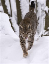 Lynx or northern lynx