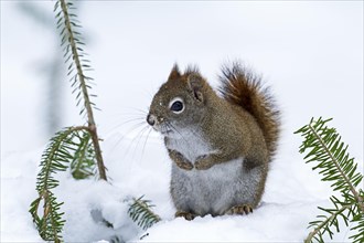 Red squirrel sitting on snow