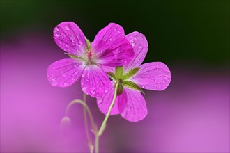 Marsh cranesbill