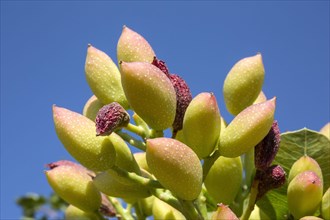 Antep pistachio on tree branch